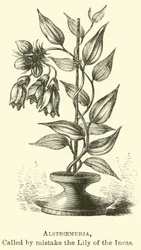 Alstroemeria, appelée par erreur le Lys des Incas